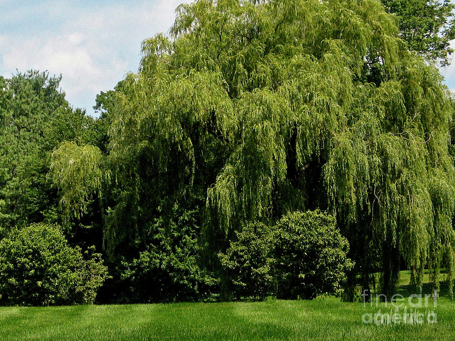 Weeping Willow Tree Landscape Photograph By Carol F Austin,Painting Baseboards Before And After