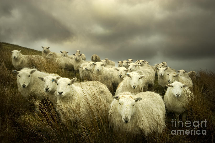 Sheep Photograph - Welsh lamb #1 by Ang El