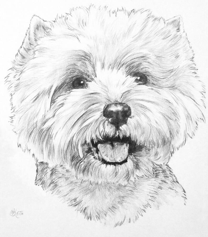 Happy Little Westie Drawing by Barbara Keith