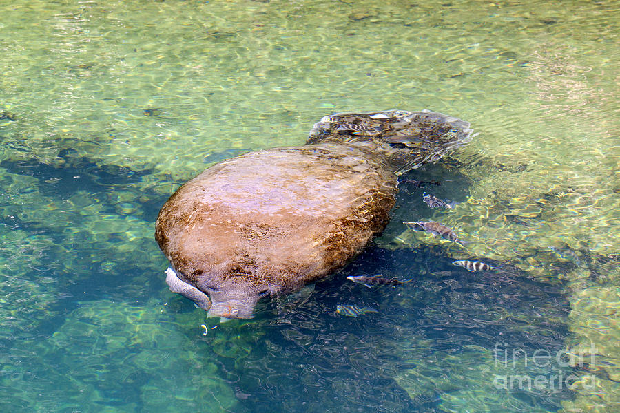 West Indian Manatee - Trichechus manatus #1 Photograph by Anthony Totah