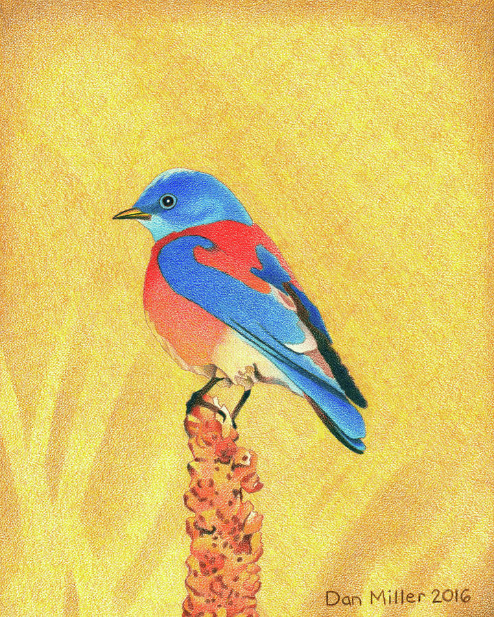 Western Bluebird #1 Drawing by Dan Miller