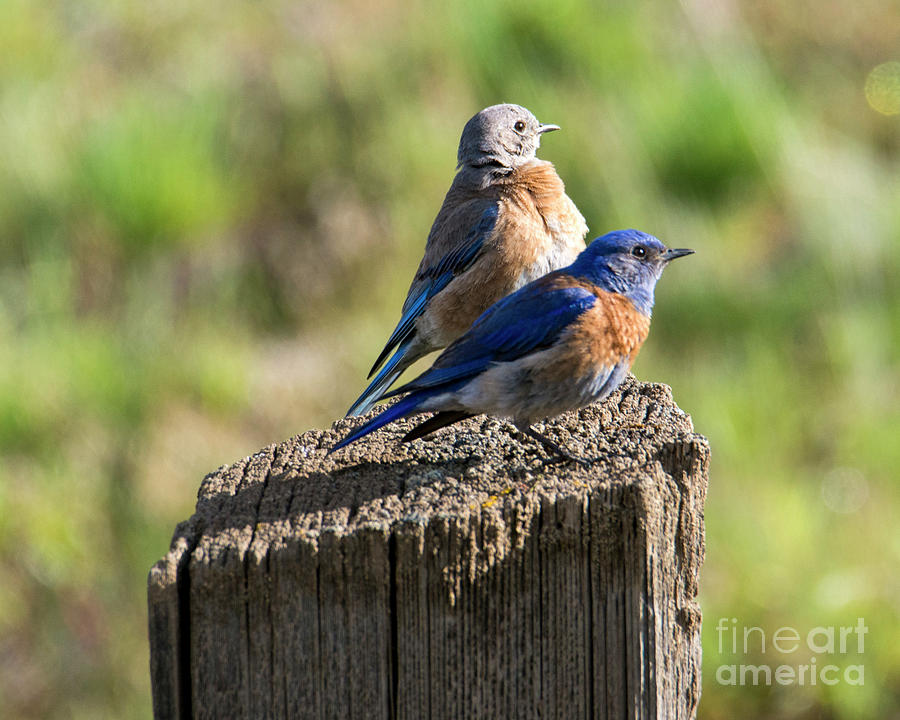 Western Bluebird Pair #2 Photograph by Michael Dawson