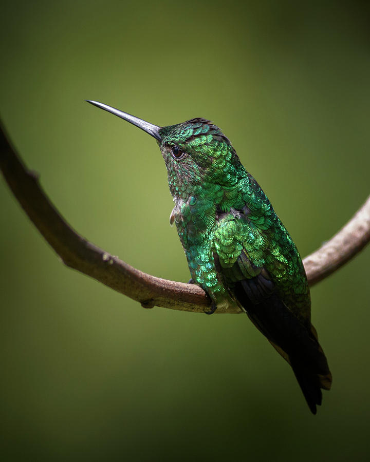 Western Emerald Hummingbird Jardin Botanico del Quindio Colombia #1 Photograph by Adam Rainoff