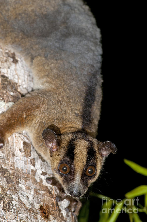 Western Fork-marked Lemur #1 Photograph by Tony Camacho