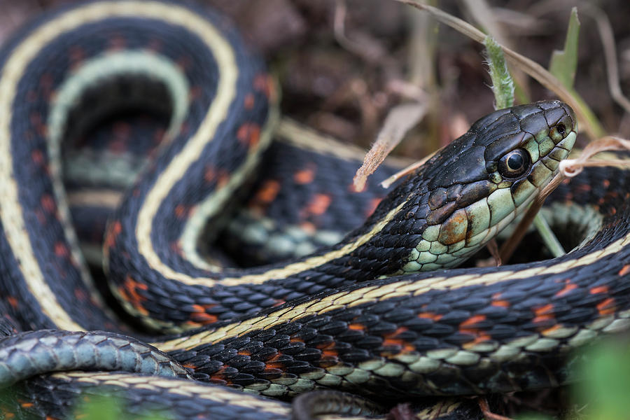 Western Garter Snake #2 Photograph by Robert Potts