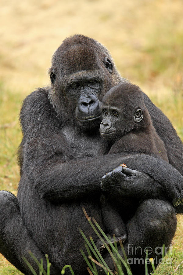Western Gorilla And Young #1 Photograph by Jurgen & Christine Sohns/FLPA
