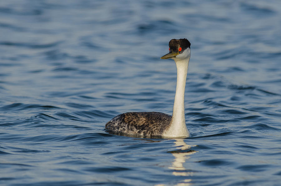 Western Grebe In Spring #1 Photograph by Yeates Photography