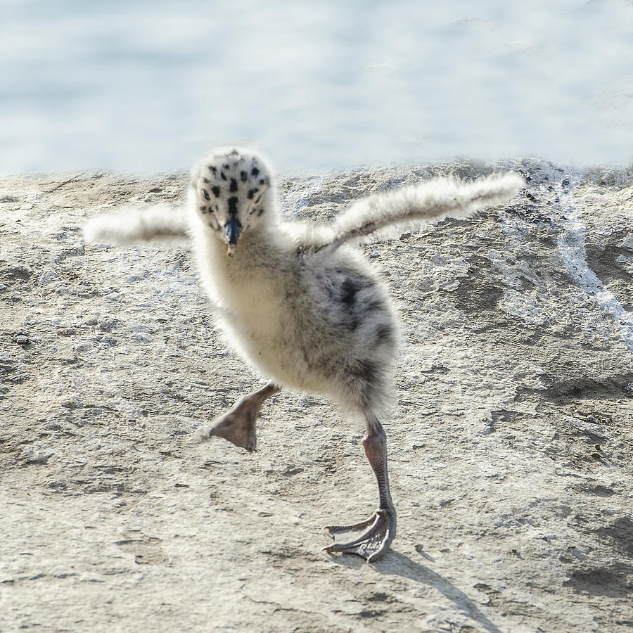 Western Gull Chick Dancing #1 Photograph by William Bitman