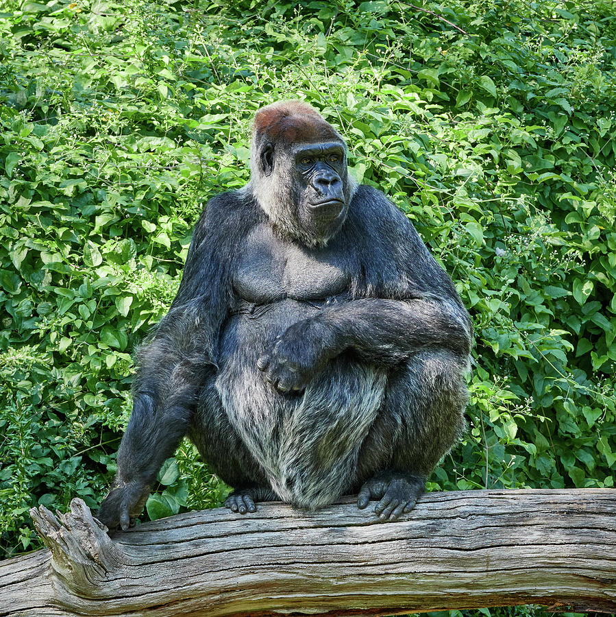 Western Lowland Gorilla at Berlin Zoo #1 Photograph by Jouko Lehto