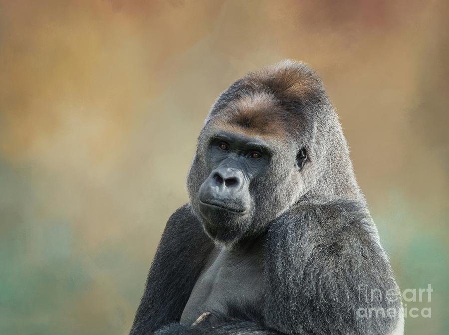 Monkey Photograph - Western Lowland Gorilla #1 by Eva Lechner