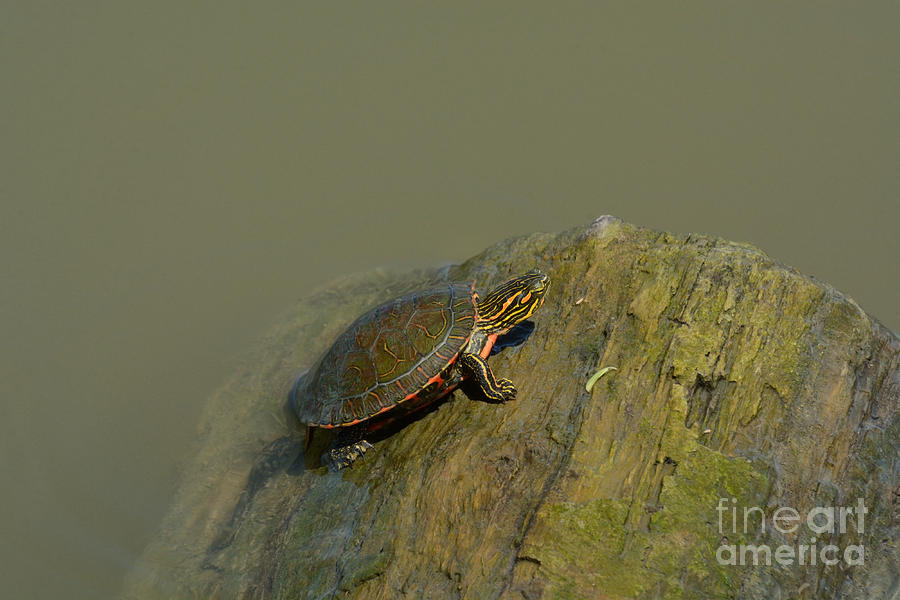 Western Painted Turtle Photograph - Western Painted Turtle by Merrimon Crawford Western Painted Turtle Photograph - Western Painted Turtle by Merrimon Crawford