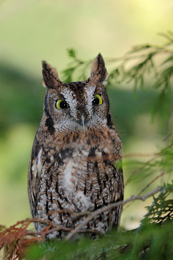 Western Screech Owl #1 Photograph by Pierre Leclerc Photography