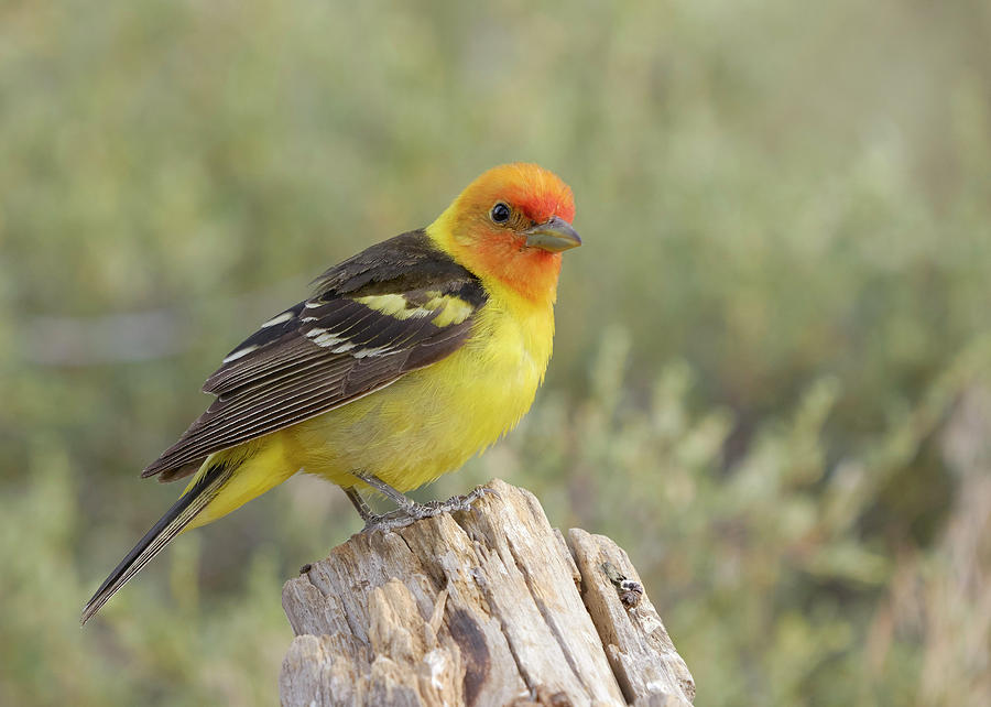 Birds Photograph - Western Tanager by Doug Herr Birds Photograph - Western Tanager by Doug Herr
