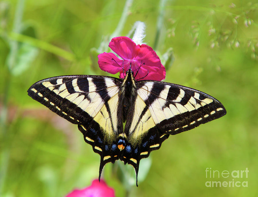Western tiger Swallowtail butterfly #1 Photograph by Bruce Block