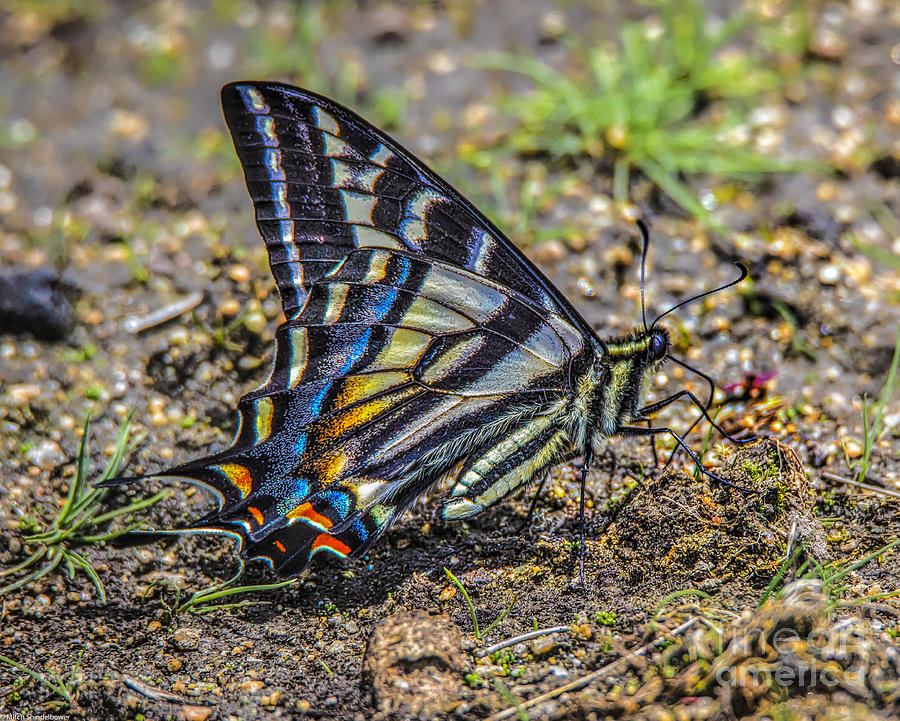 Western Tiger Swallowtail #1 Photograph by Mitch Shindelbower