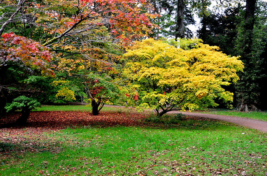 Westonbirt Arboretum Photograph By Fred Whalley - Fine Art America