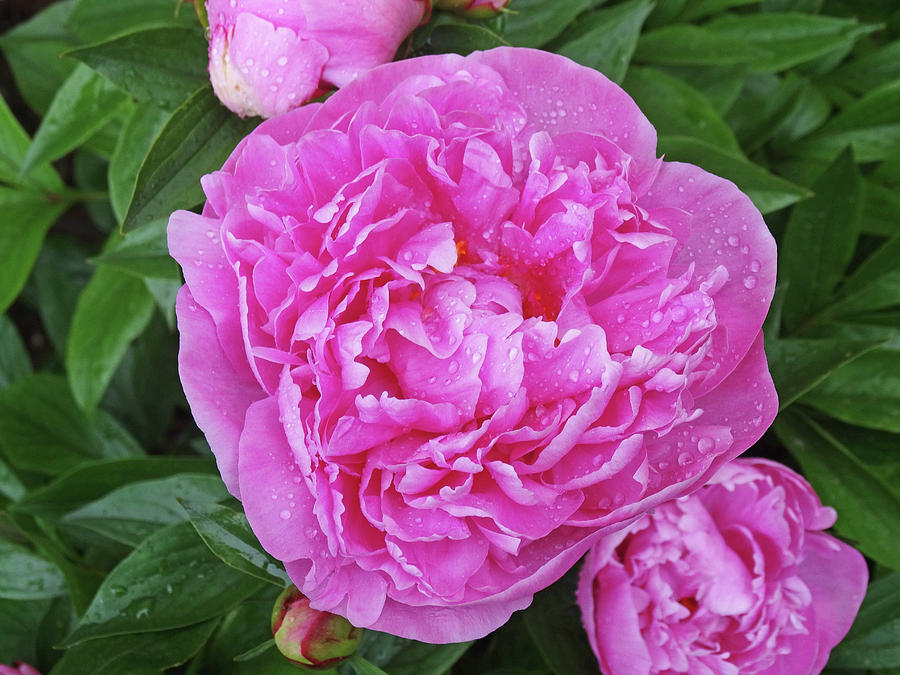 Wet Peonies Photograph by Greg Boutz - Fine Art America