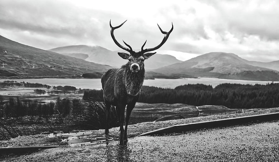 Deer Photograph - Wet Stag - Scotland #1 by Mountain Dreams
