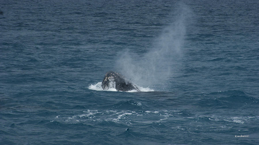 Whale Blow Photograph by Gary Crockett