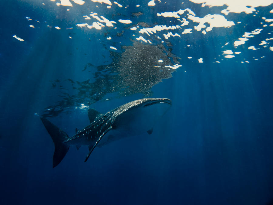 Whale Shark #1 Photograph by U Schade
