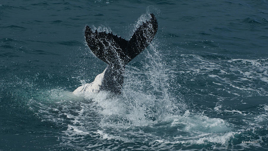 Whale Tail Slapping Photograph by Gary Crockett - Fine Art America