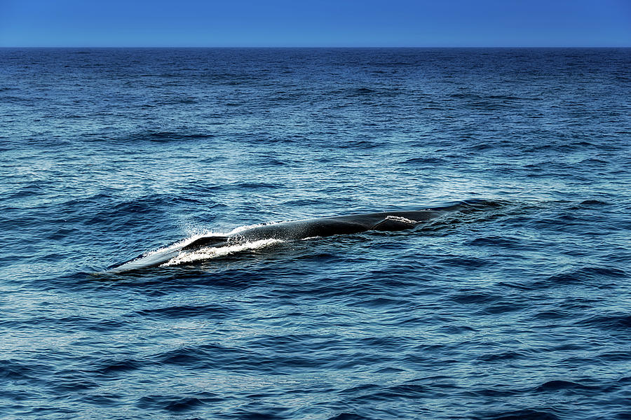 Whale Watching Balenottera Comune 3 #1 Photograph by Enrico Pelos