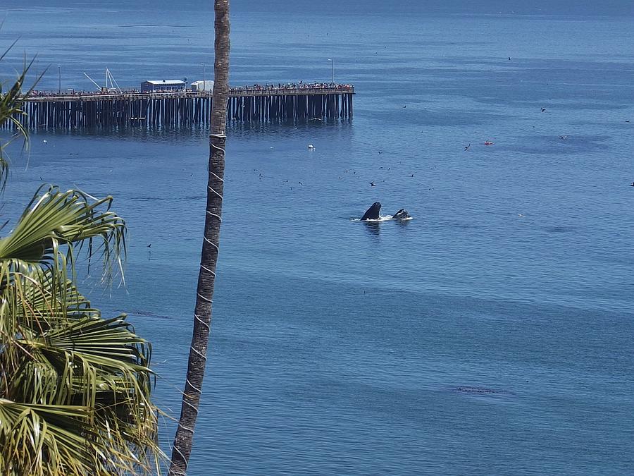 Whales Play in Avila Beach CA Photograph by Jan Moore