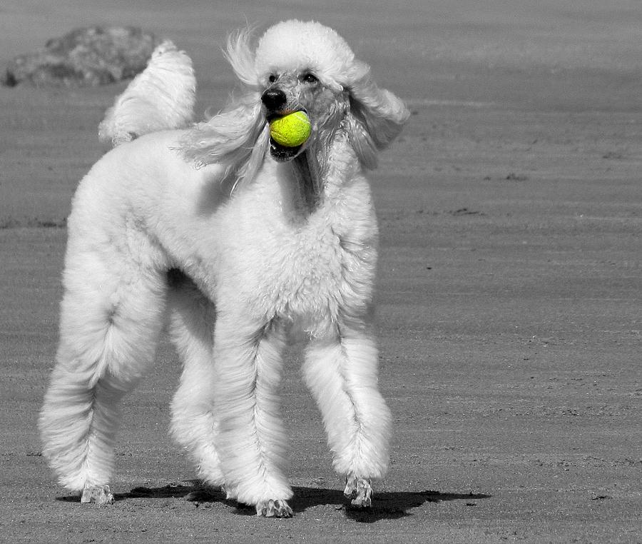 Dog Photograph - Whats a Tennis Racquet? by Lori Lafargue