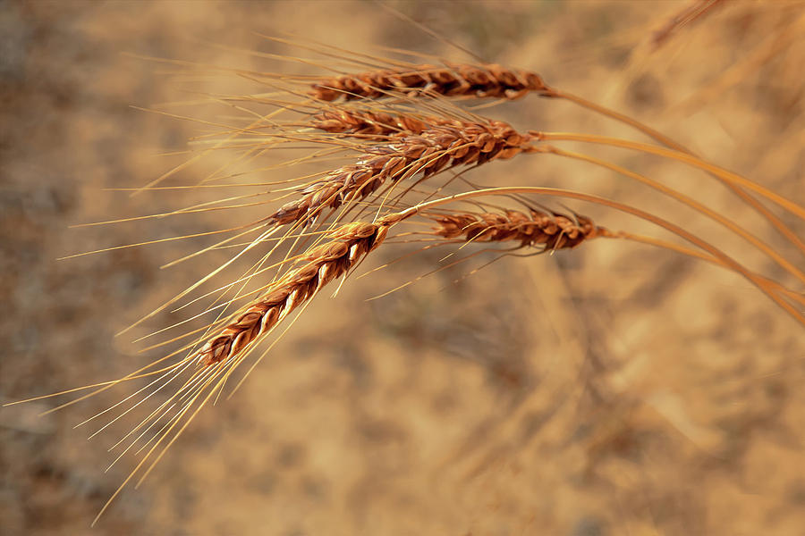 Wheat Closeup Photograph