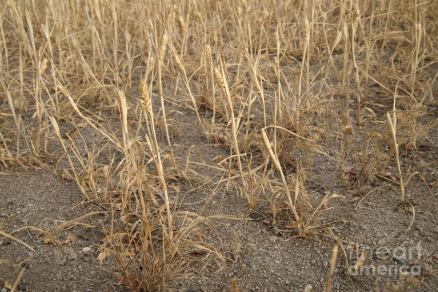 Wheat, Crop Failure Photograph by Inga Spence Pixels