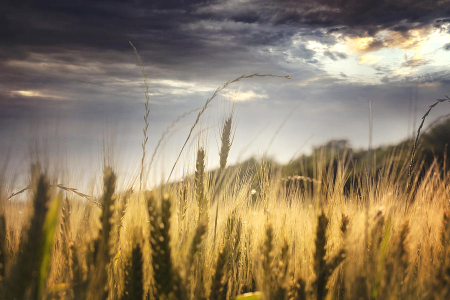 Wheat Photograph by Deon Grandon - Fine Art America