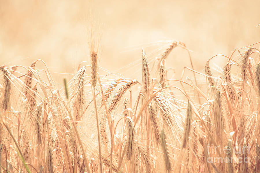 Wheat Field Photograph by Cheryl Baxter