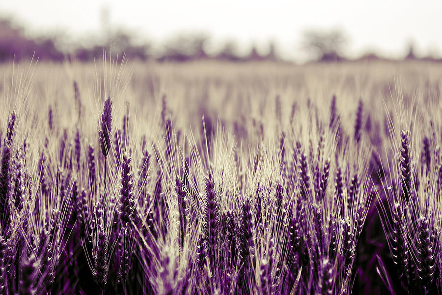 Wheat Filed in purple #1 Photograph by Wolfgang Stocker