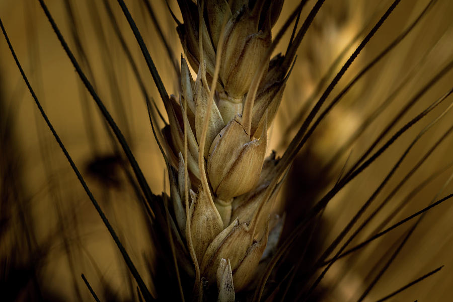 Wheat #1 Photograph by Jay Stockhaus
