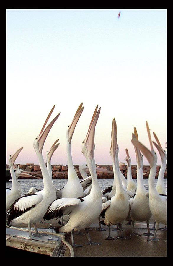 Pelican Photograph - Where is the Prawn #1 by Elisabeth Dubois