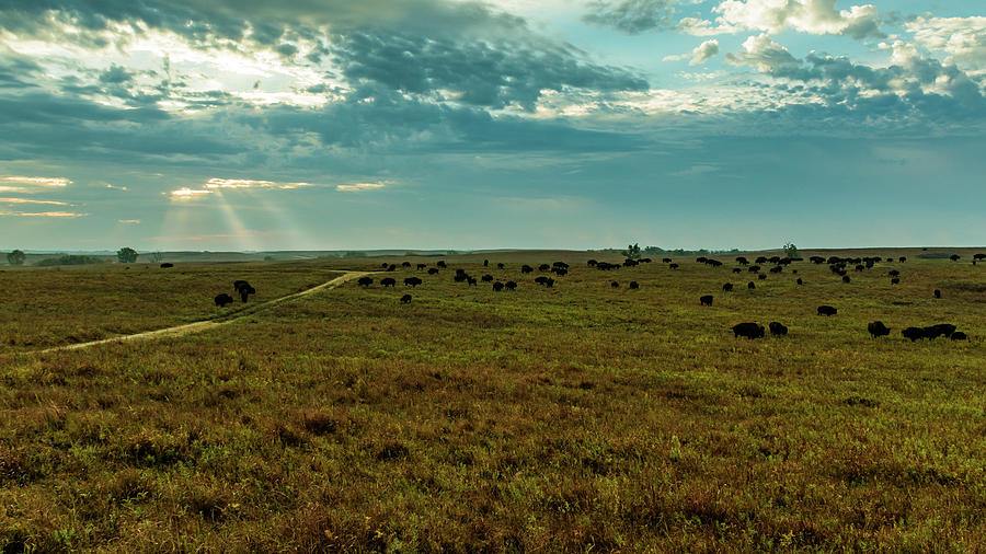 Where the Buffalo Roam #1 Photograph by Jay Stockhaus