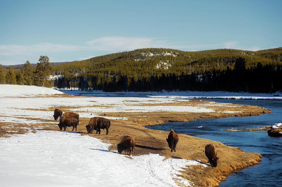 Where The Buffalo Roam #1 Photograph by Mountain Dreams