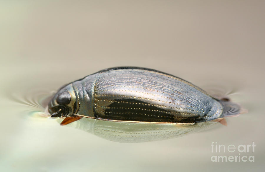 Animal Photograph - Whirligig Beetle #1 by Matthias Lenke