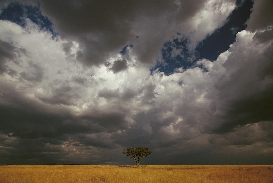 Whistling Thorn Acacia Drepanolobium #1 Photograph by Gerry Ellis