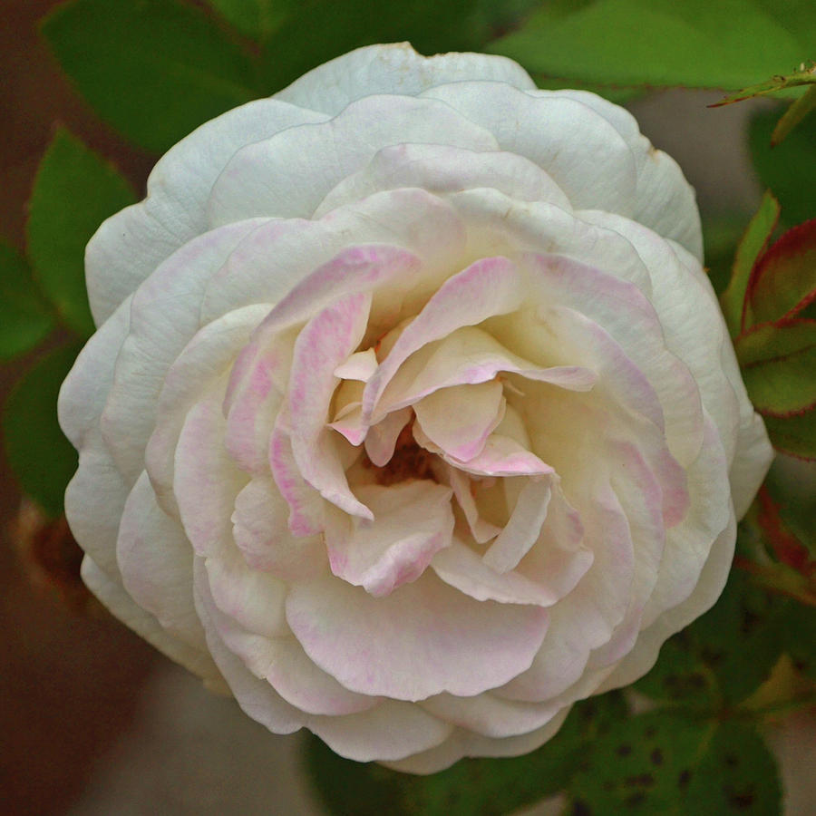 White And Pink Rose 004 #1 Photograph by George Bostian