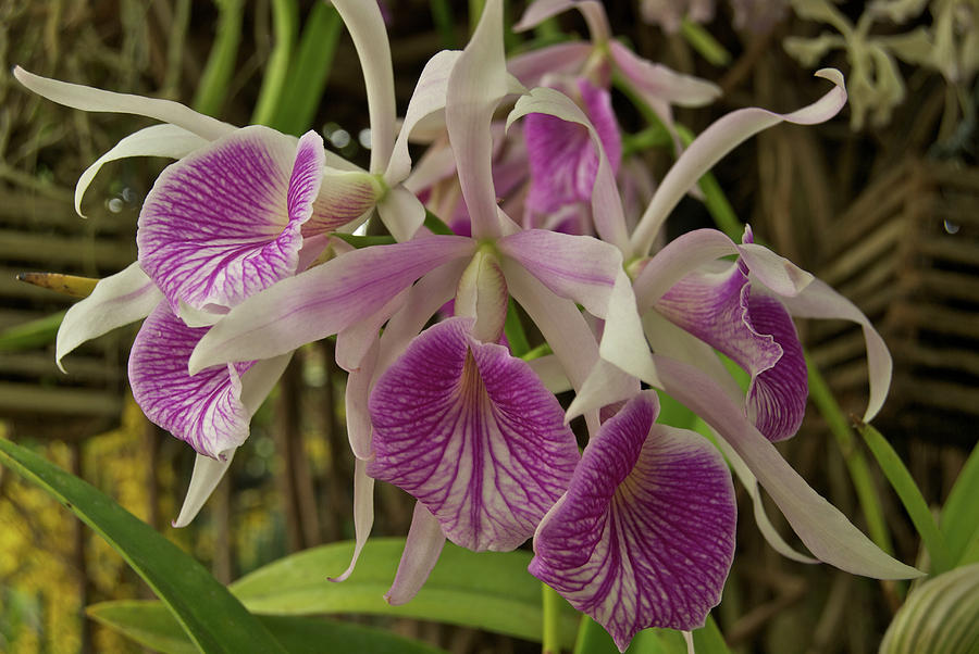 Orchid Photograph - White and Purple Orchids #1 by Michael Peychich