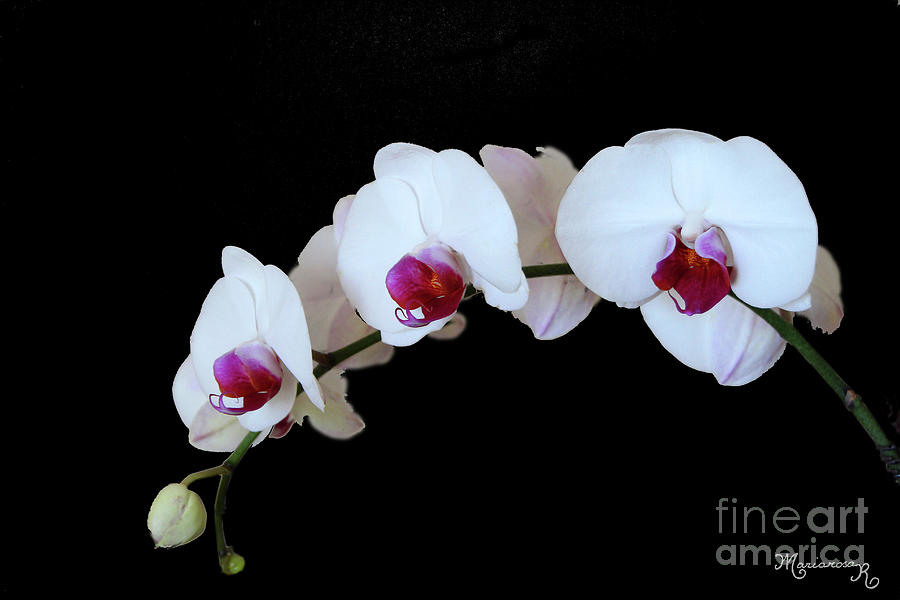 White and Red Orchids #1 Photograph by Mariarosa Rockefeller