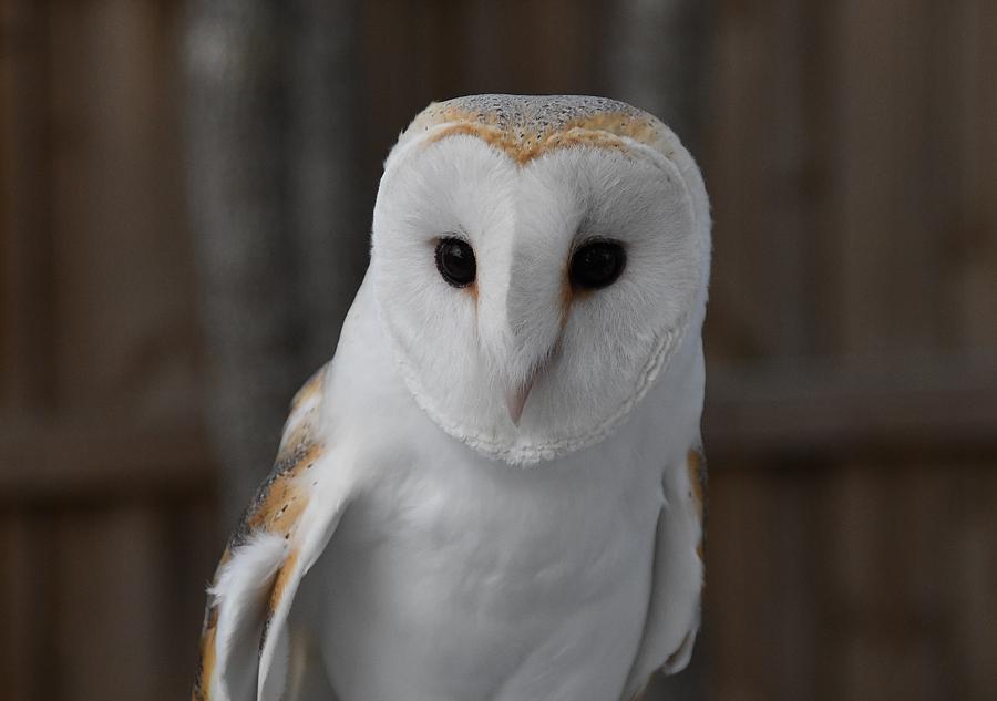 White Barn Owl #1 Photograph by David Campione