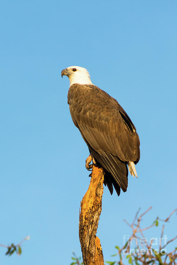 White-bellied sea eagle  #1 Photograph by Andrew Michael