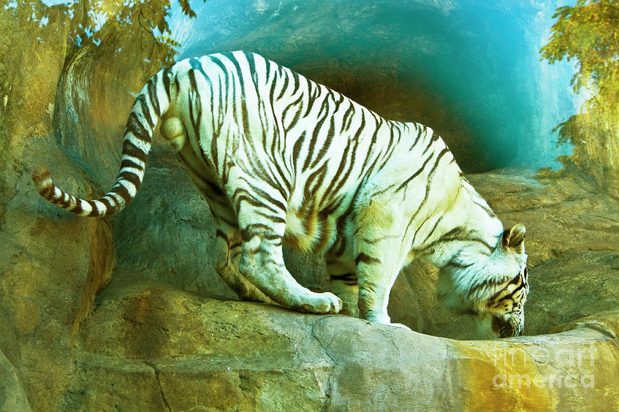 White bengal tiger #1 Photograph by Irina Afonskaya
