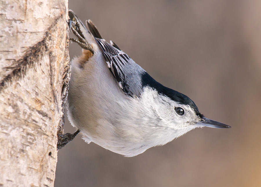 Bird Photograph - White-breasted Nuthatch #2 by Jim Hughes