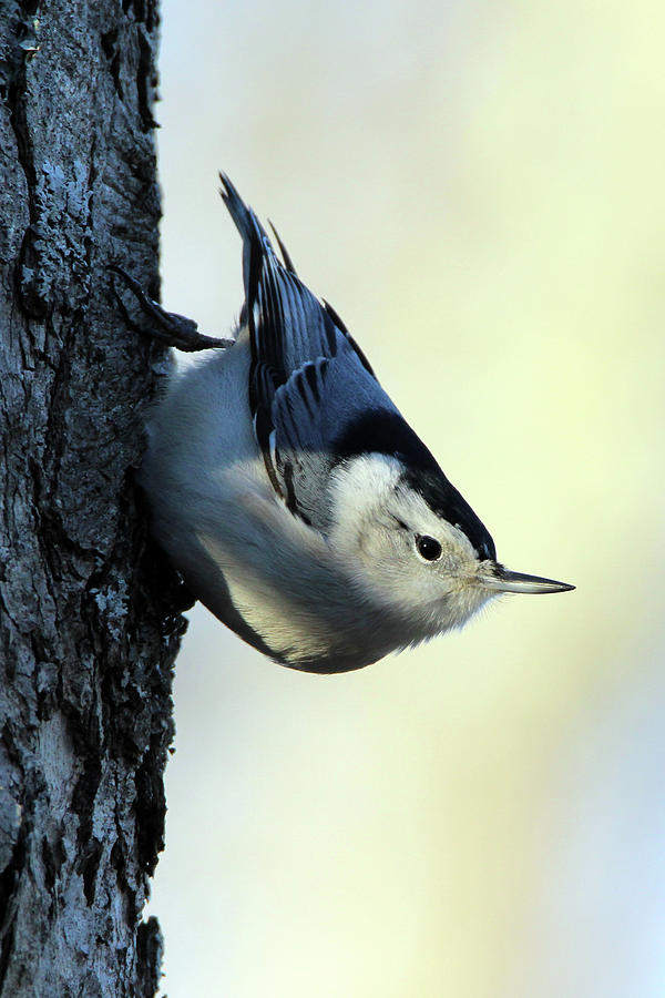 White Breasted Nuthatch Wading River New York #1 Photograph by Bob Savage