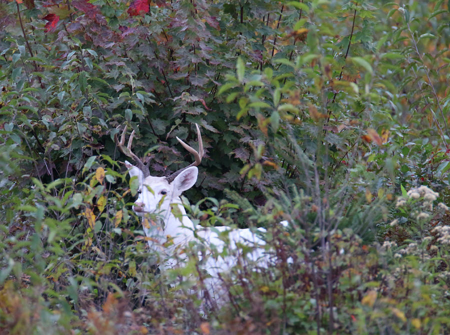 White Buck in Autumn #1 Photograph by Brook Burling