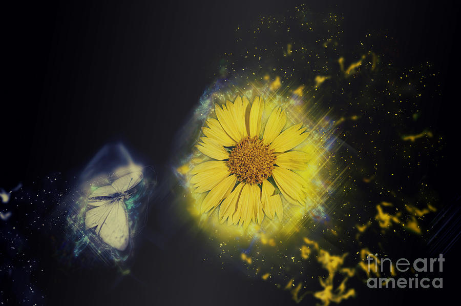 White Butterfly And Yellow Flower #1 Photograph by Humorous Quotes