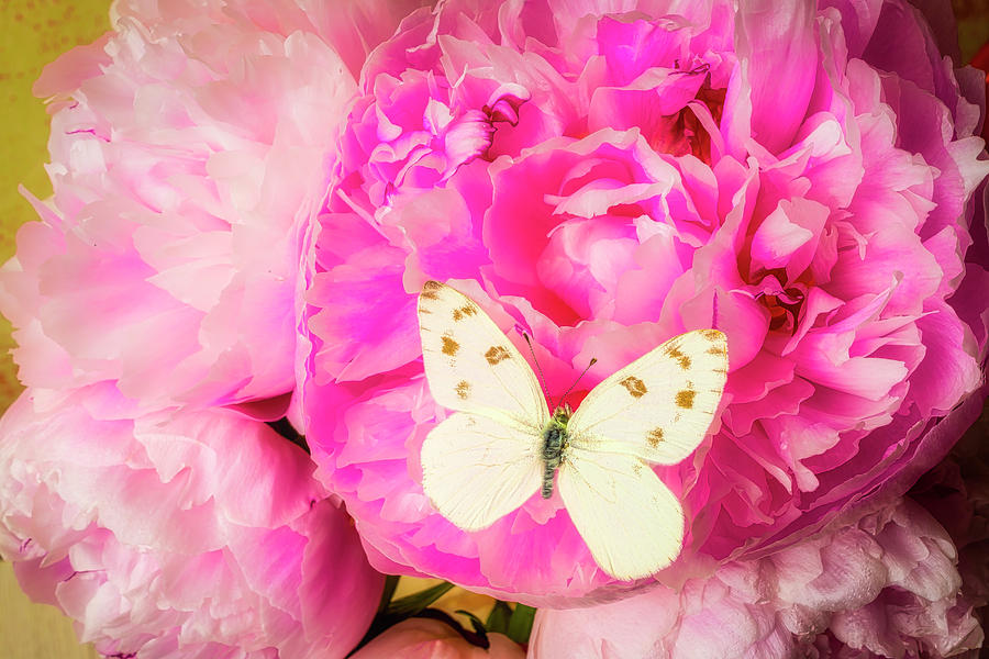 White Butterfly On Pink Peony #1 Photograph by Garry Gay